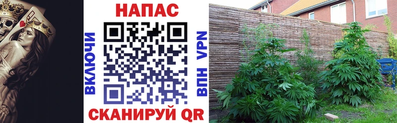 Каннабис Bruce Banner  Снежногорск 